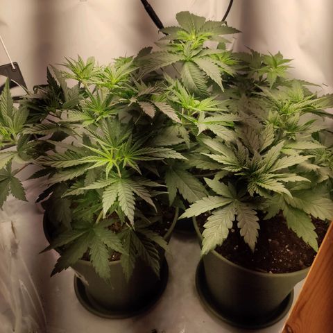Joanne growlog timeline photo