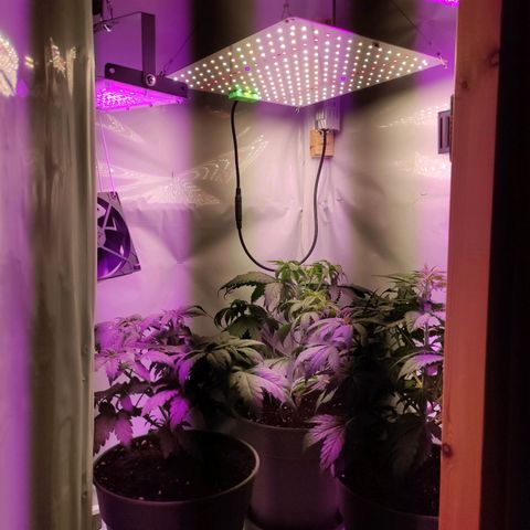 Joanne growlog timeline photo
