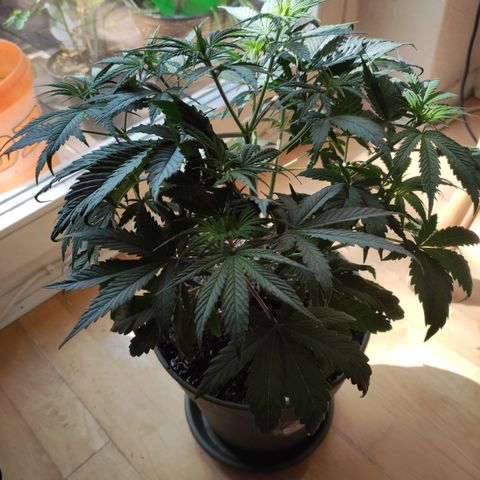 Joanne growlog timeline photo