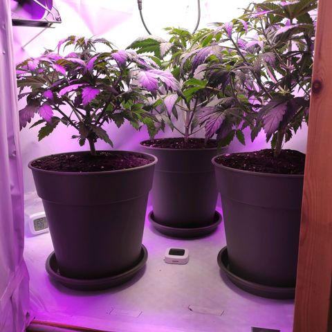 Joanne growlog timeline photo
