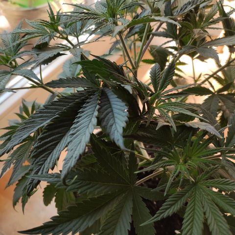 Joanne growlog timeline photo