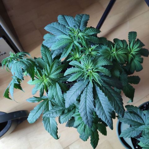 Joanne growlog timeline photo