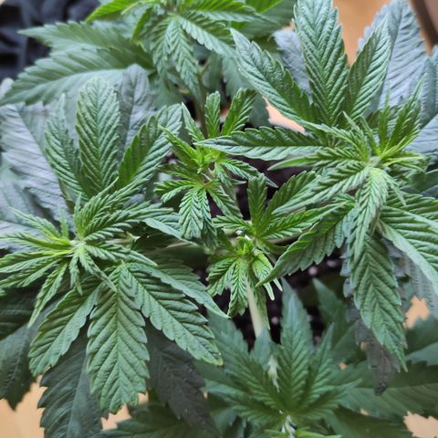 Joanne growlog timeline photo