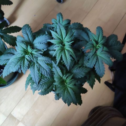 Joanne growlog timeline photo