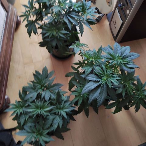 Joanne growlog timeline photo