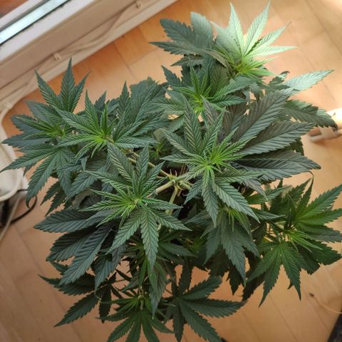 Joanne growlog timeline photo