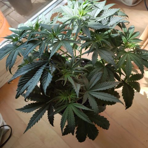 Joanne growlog timeline photo