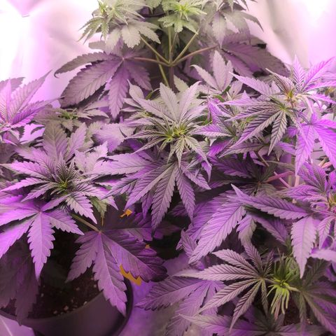 Joanne growlog timeline photo