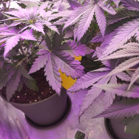Joanne growlog timeline photo