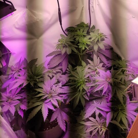 Joanne growlog timeline photo