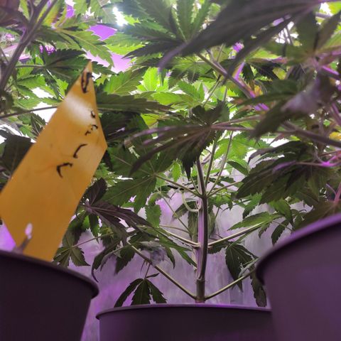 Joanne growlog timeline photo