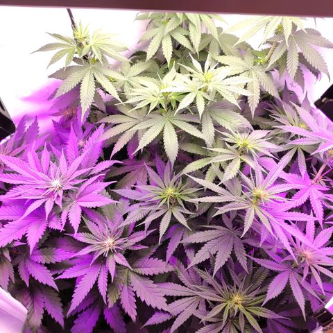 Joanne growlog timeline photo