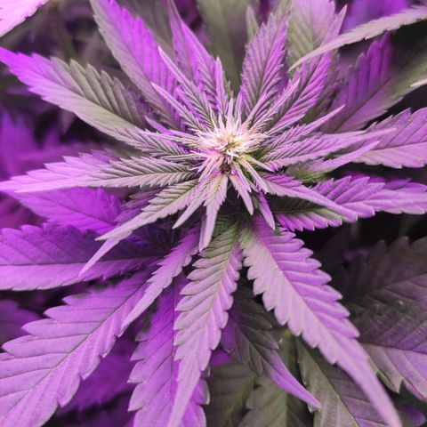 Tatanka growlog timeline photo