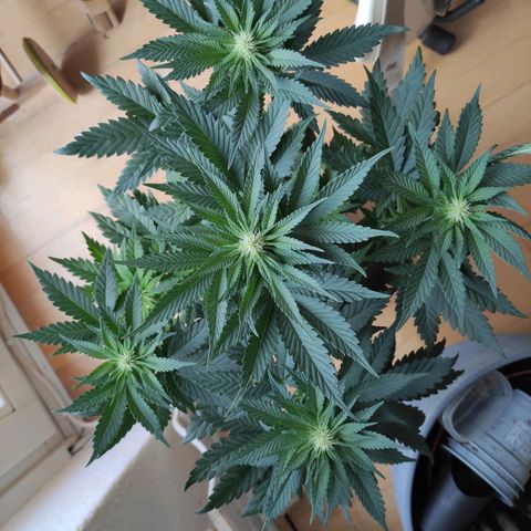 Tatanka growlog timeline photo