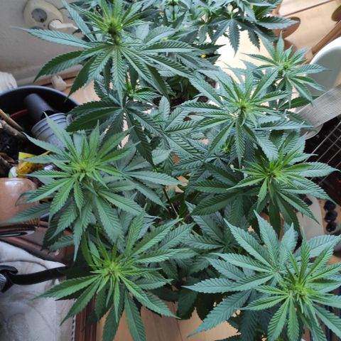 Joanne growlog timeline photo