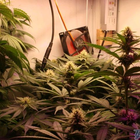Joanne growlog timeline photo