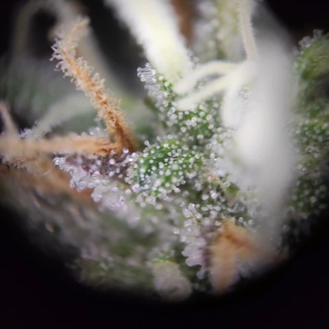 Tatanka growlog timeline photo