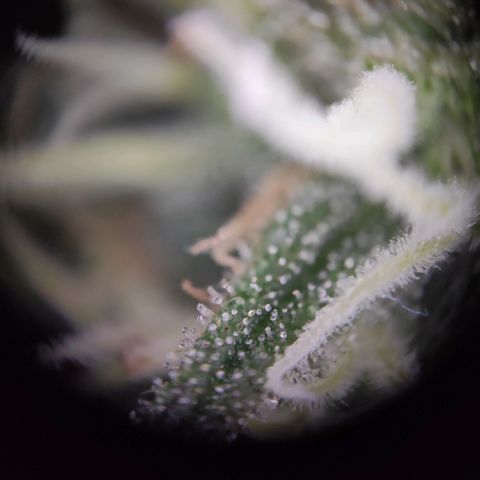 Tatanka growlog timeline photo