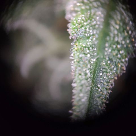 Tatanka growlog timeline photo
