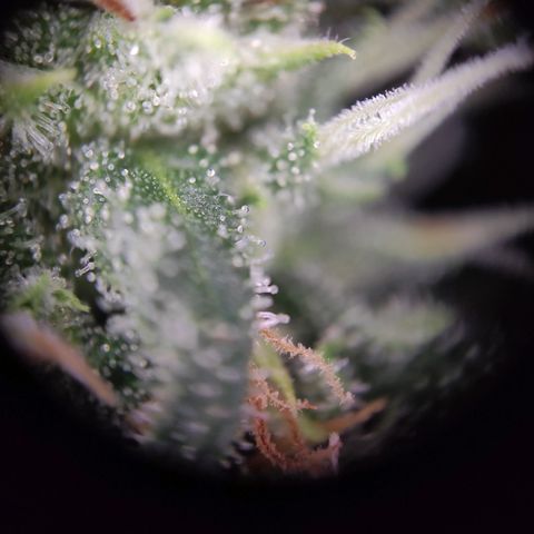 Tatanka growlog timeline photo