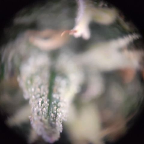 Dance growlog timeline photo