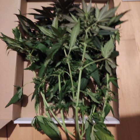 Tatanka growlog timeline photo