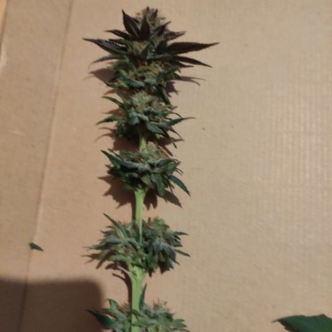 Tatanka growlog timeline photo