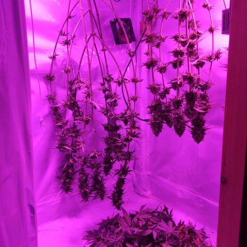 Joanne growlog timeline photo