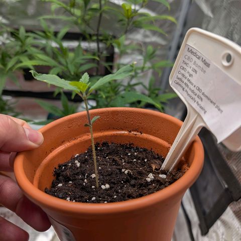 Medical Mass CBD growlog timeline photo