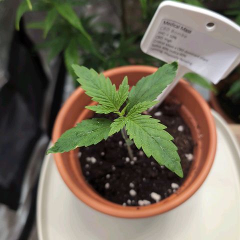 Medical Mass CBD growlog timeline photo