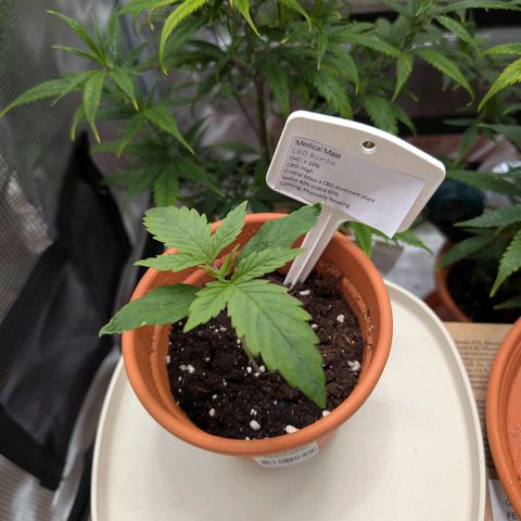 Medical Mass CBD growlog timeline photo