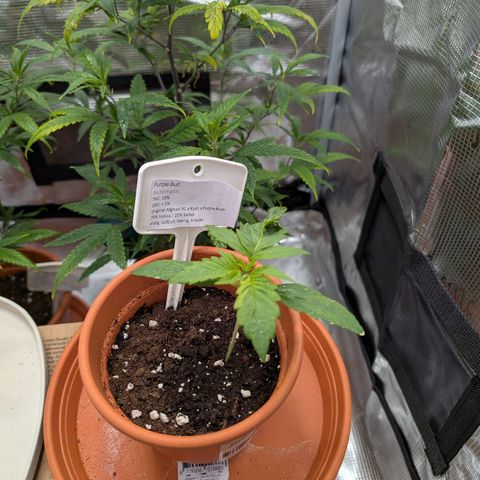 Medical Mass CBD growlog timeline photo