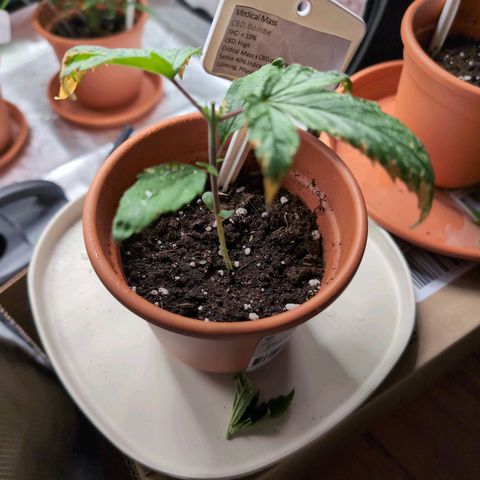 Medical Mass CBD growlog timeline photo