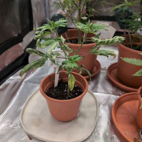 Medical Mass CBD growlog photo: Viele trockene Blätter nach fast Vertrocknung gestern