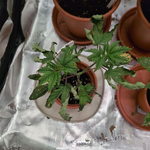 Medical Mass CBD growlog photo: Viele trockene Blätter nach fast Vertrocknung gestern