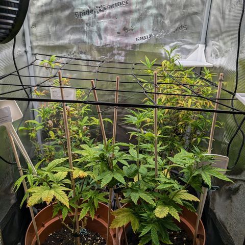 Medical Mass CBD growlog timeline photo