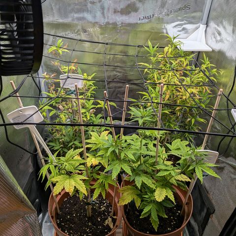 Medical Mass CBD growlog timeline photo