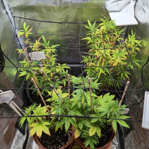 Medical Mass CBD growlog timeline photo