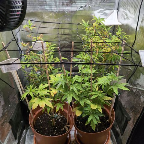 Medical Mass CBD growlog timeline photo
