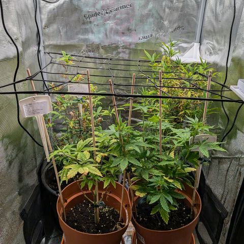 Medical Mass CBD growlog timeline photo