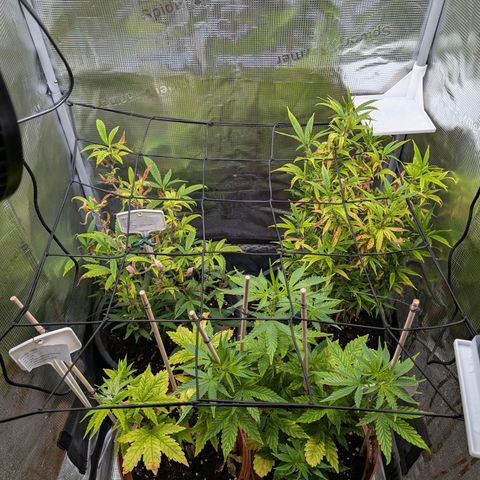 Medical Mass CBD growlog timeline photo