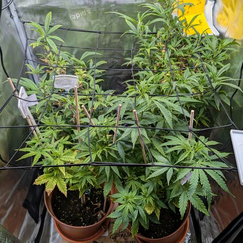 Medical Mass CBD growlog timeline photo