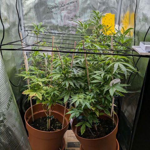 Medical Mass CBD growlog timeline photo