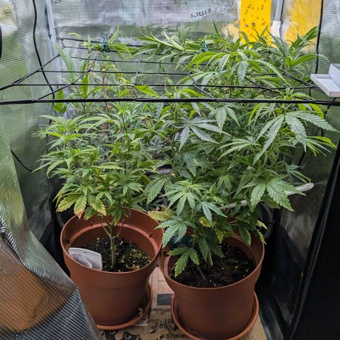 Medical Mass CBD growlog photo: Scrog angewandt