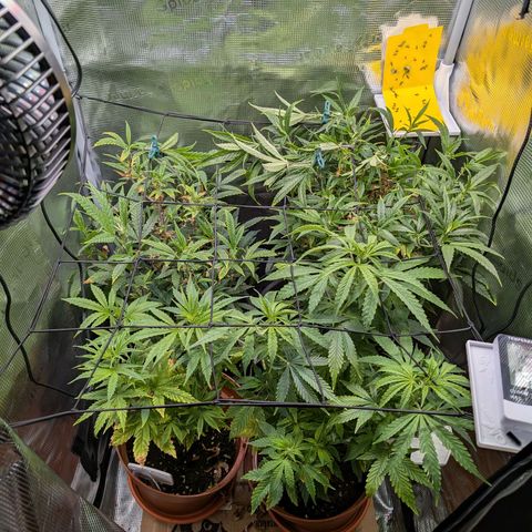 Medical Mass CBD growlog photo: Scrog angewandt