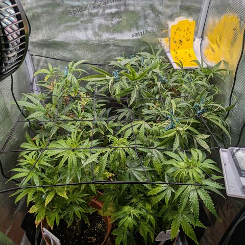 Medical Mass CBD growlog timeline photo
