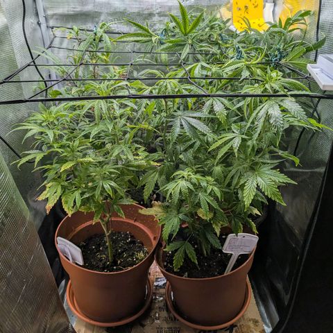 Medical Mass CBD growlog timeline photo