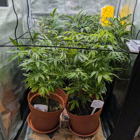 Medical Mass CBD growlog photo: Medical Mass und Purple Bud niedriger gestellt