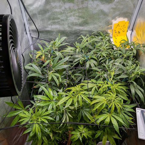 Medical Mass CBD growlog photo: Medical Mass und Purple Bud niedriger gestellt