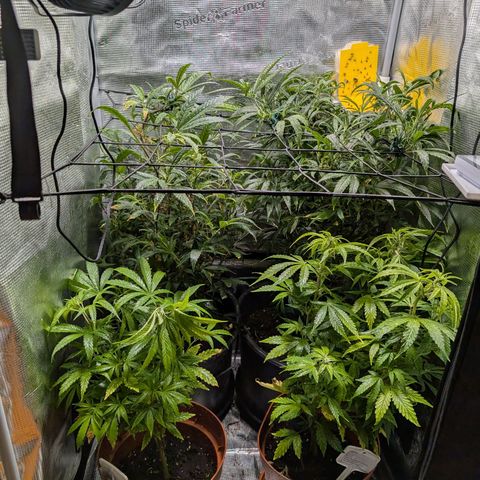Medical Mass CBD growlog photo: Medical Mass und Purple Bud niedriger gestellt